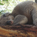 Day shift of Koalas