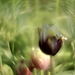 Fekete tulipán aurája