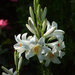 Fehér liliom/Lilium candidum