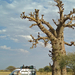 Mali012 - egy baobabfa mellett