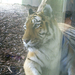 tigris 5