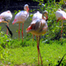 Csodaszép Flamingók