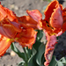 Káposzta tulipán