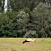 Sétáló gólya