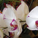 fehér orhidea
