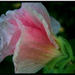 félig bimbó mályva-rózsa