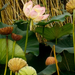 virág és gubó indiai lotusz