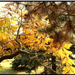 őszi színű ecetfa és feketefenyő