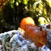 mókus a havas-fenyőn Timeline