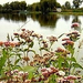 Timeline vad-virág a tó partján