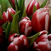 tulipán csokor