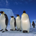 Cs�sz�rpingvinek-Weddell-tenger-Antarktisz