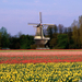 Sz�lmalom �s tulip�nmez�-Keukenhof-Lisse-Hollandia