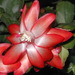 glossy christmas cactus