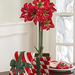 BLBccamaryllis xmasbox09 PF