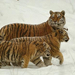 siberian-tigers-snow