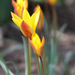 törpe tulipánok 2