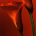 Red-Calla-Lilli-Posters