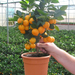 CITRUS MITIS MINI T 40-50 C3L