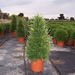 CYTISUS RACEMOSUS PIRAMIDE 80CM C9L