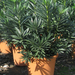 NERIUM OLEANDER 100-120 14L