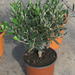 OLEA EUROPEA 30-35 1,5L