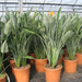 STRELITZIA REGINAE C50L