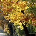 Balatoni ősz