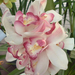 feb4 orchid1