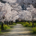 cherry-trees-walkway-sw (Medium)