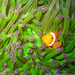 clownfish-undersea-sw (Medium)