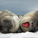 elephant-seal-pups-1192167-sw (Medium)