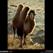 gobi-bactrian-camel-280423-sw (Medium)