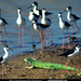 llanos-birds-and-iguana-516484-sw (Medium)