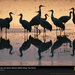 sandhill-cranes-reflection-499083-sw (Medium)