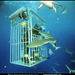 shark-cage-516496-sw (Medium)