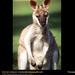 gray-kangaroo-closeup (Medium)