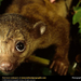 kinkajou-closeup (Medium)