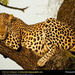 leopard-sleeping-in-tree (Medium)