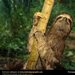 three-toed-sloth (Medium)