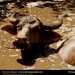 water-buffalo (Medium)