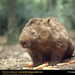 wombat-with-carrots (Medium)