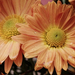 Gerbera