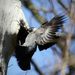 Csóka (Corvus monedula) 1