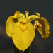 Iris pseudacorus (Mocsári nőszirom)