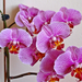 Orchideám: