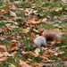mókus elbújt a fűben