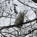 mókus a magasban (fa tetején)