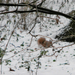 mókus a hóban 1