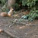 ülő mókus
